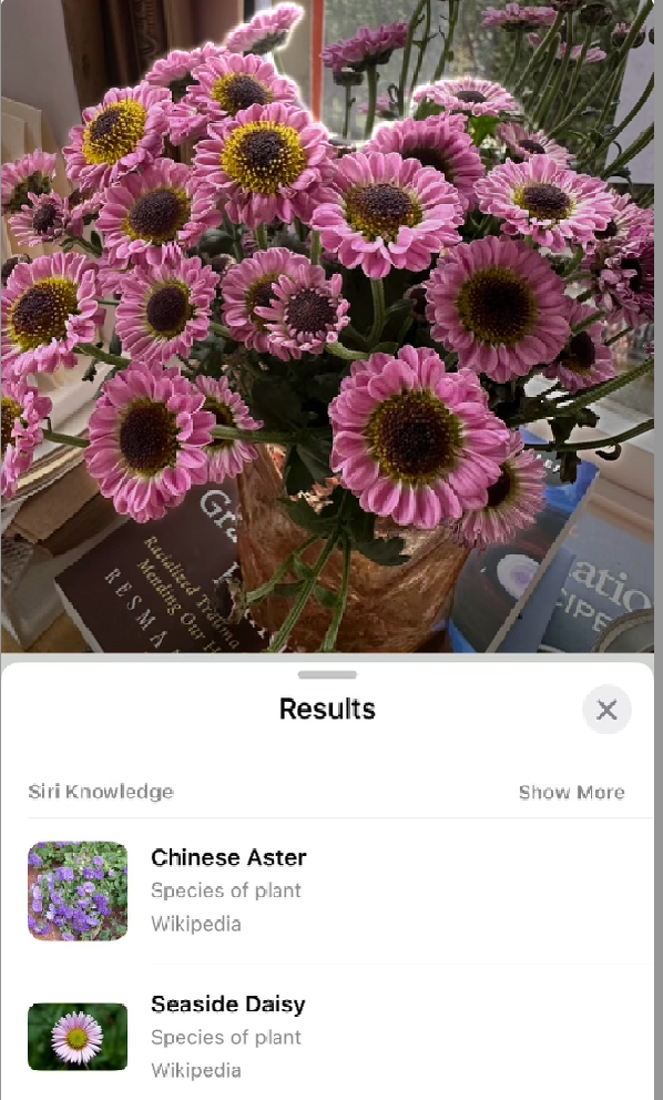 Invincible Summer (Mauve)